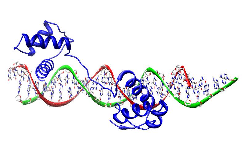 Protein Domain Example: 6PAX (2) When the 6PAX protein interacts with DNA the event initiates a cascade of protein interactions that leads to the development of various eye structures.