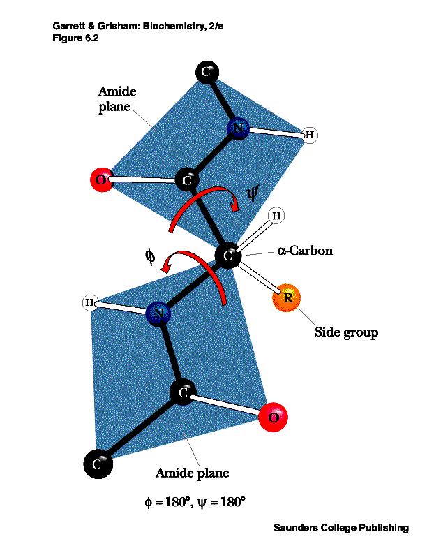 The Amide Plane Phi, Psi angles are illustrated in this figure.