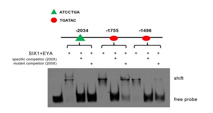 Supplementary Figure 4. Examination of SIX1 binding to different sites on the VEGF-C promoter using the electrophoretic mobility shift assay (EMSA).