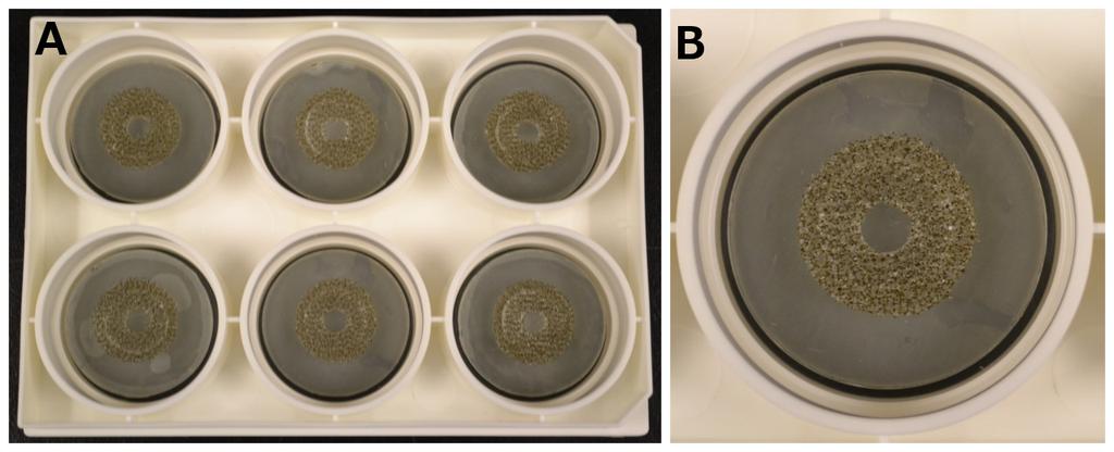 Figure 2.1: A standard Flexcell Biopress plate (A) with detail of an individual well and platen (B) 2.4 