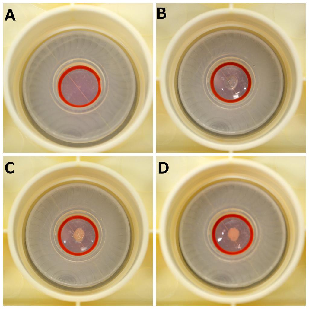 Figure 2.3: Agarose gels are formed in the platen wells (A), where a cavity is made with a pipette tip (B). The construct is positioned (C) and then capped with a thin film of agarose (D).