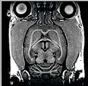 Sequences and protocols are optimized for the specific needs in animal MRI.