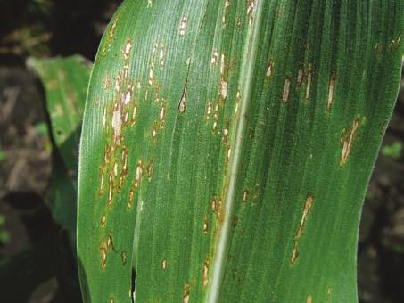 86 Figure 9.2. Gray leaf spot of corn is more prevalent in reduced tillage situations. allowing chemical application that kills weeds but not the crop.