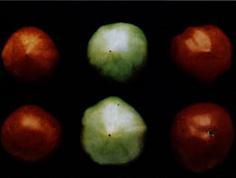 Inhibition of fruit ripening Normal ripe fruit (A) Same fruit as (B), sprayed