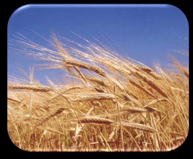 Agenda Grain Market Overview Corn & Wheat Oilseed