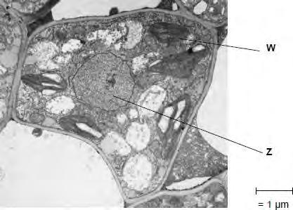 (Extra space)... (4) The figure below shows a microscopic image of a plant cell. Science Photo Library (b) Give the name and function of the structures labelled W and Z.