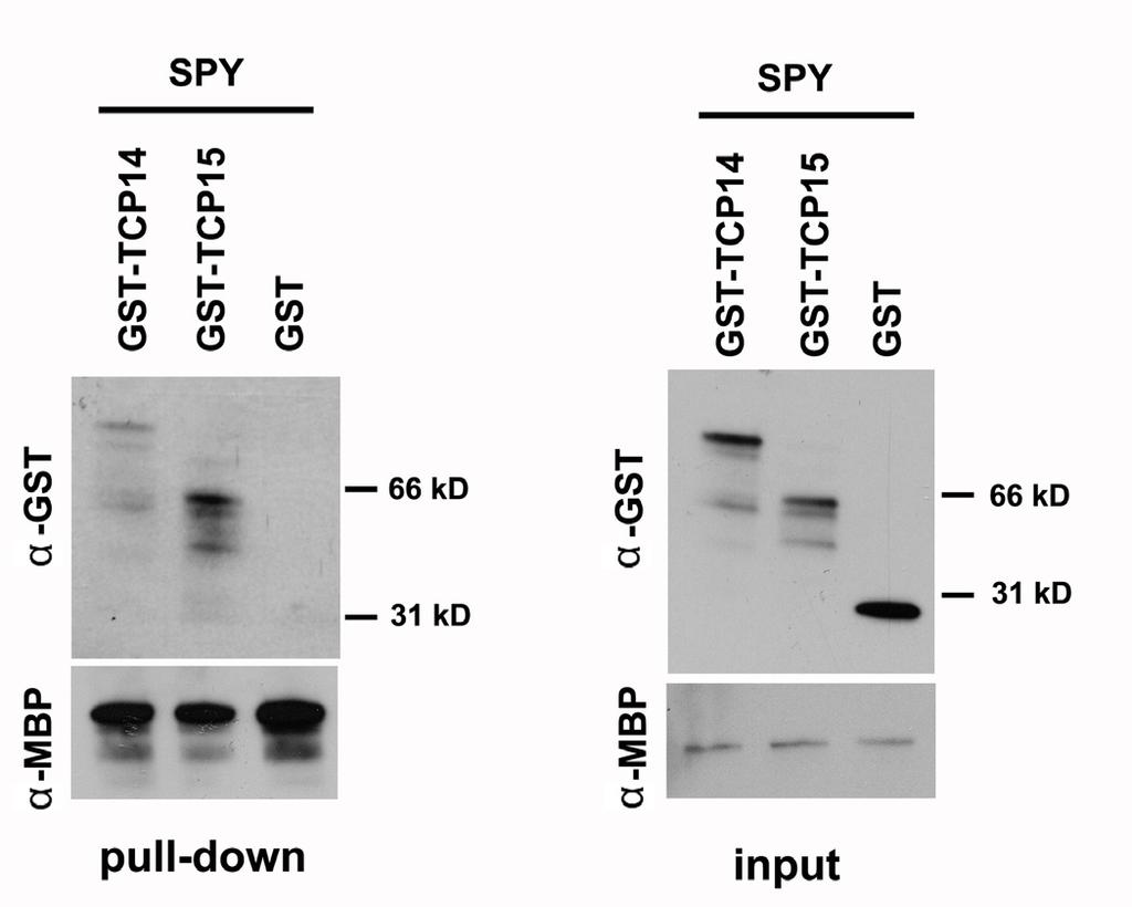 Supplemental Figure 1. SPY does not interact with free GST. Invitro pull-down assay using E. coli-expressed MBP-SPY and GST, GST-TCP14 and GST-TCP15.