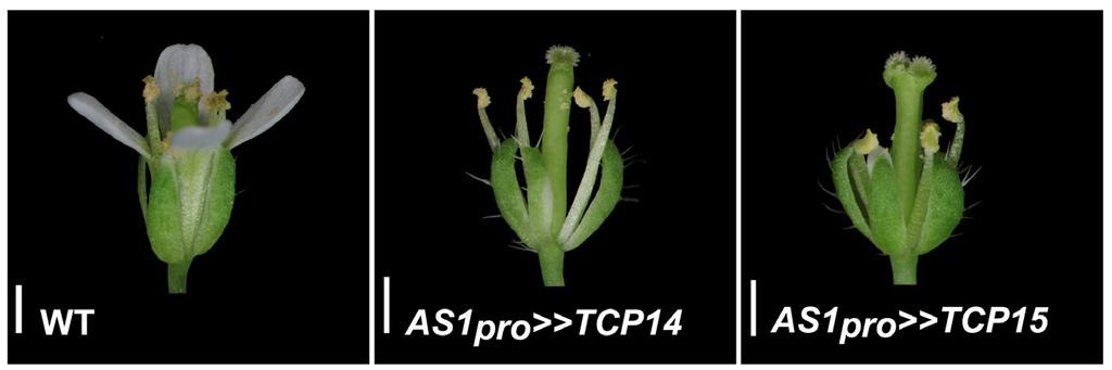 Supplemental Figure 4. Overexpression of TCP14 and TCP15 suppresses petal development.