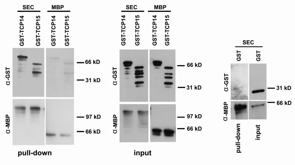 Supplemental Figure 5. SEC interacts with TCP14 and TCP15. In-vitro pull-down assay using E. coli-expressed MBP-SEC (fulllength SEC), GST, GST-TCP14 and GST-TCP15.