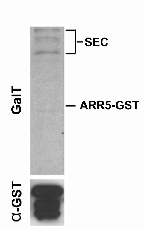 Supplemental Figure 6. SEC does not modify GST. ARR5-GST was co-expressed with SEC in E. coli.