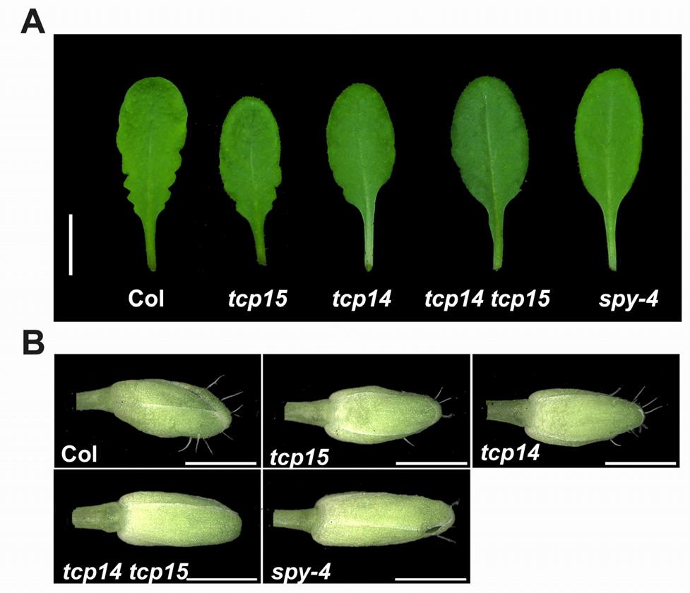 Supplemental Figure 8. The double mutant tcp14 tcp15 and spy-4 share similar phenotypes. A.
