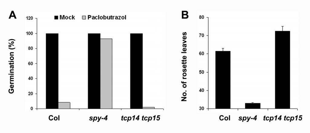 Supplemental Figure 9. The loss of TCP14 and TCP15 has no effect on GA responses. A.