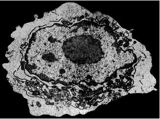 27. The micrograph below shows an adult human stem cell. [ Science Photo Library. Used with permission.] (a) The cell cycle can be divided into two parts: interphase and mitosis.