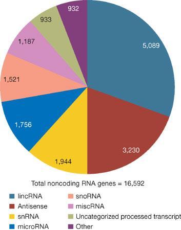 The non-coding RNAs (ncrna) are RNAs that does not encode a protein, but this does not mean that such RNAs do not contain information nor have function.