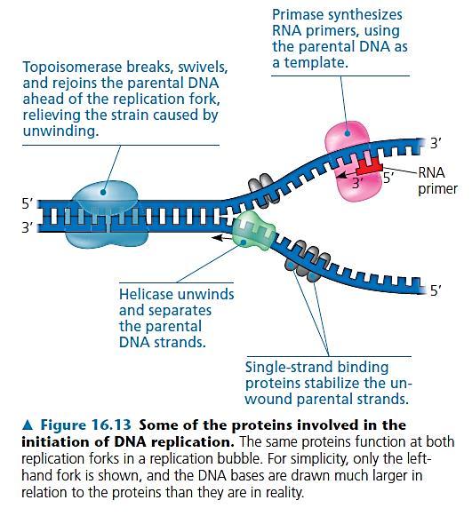 DNA replication DNA replication is the process of producing two identical replicas from one original DNA molecule.