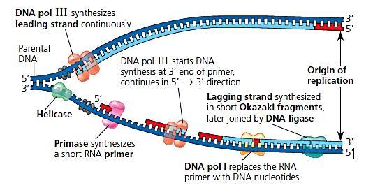 DNA replication 1. Helicase unwinds the DNA, producing a replication fork. Topoisomerase removes twists and knots that form doublestranded template as a result of the unwinding induced by helicase. 2.