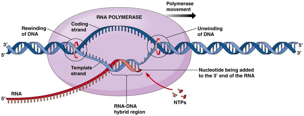 Transcription Transcription is the first step of gene expression, in which a particular segment of DNA is copied into mrna by the enzyme RNA polymerase.