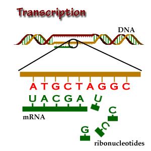 One or more transcription factor protein binds to the RNA polymerase holoenzyme, allowing it to bind to promoter DNA. b. RNA polymerase creates a transcription bubble, which separates the two strands of the DNA helix.