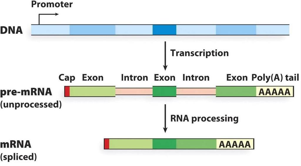 RNA processing: Eukaryotic cells modify RNA after transcription: 1. Alteration of mrna Ends, 2. Split Genes and RNA Splicing. 1. Alteration of mrna Ends: Each end of a pre-mrna molecule is modified in a particular way.
