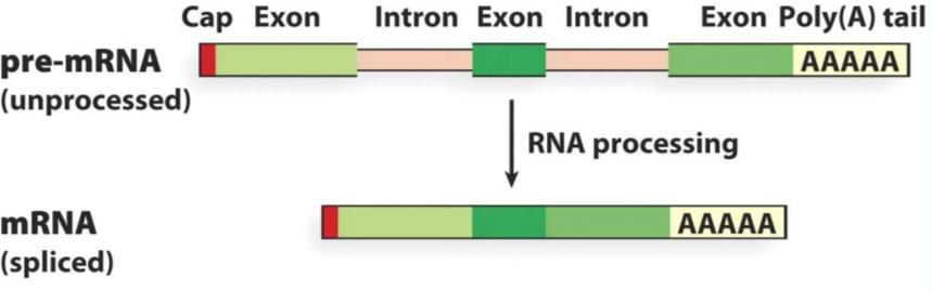 RNA processing: Eukaryotic cells modify RNA after transcription: 1. Alteration of mrna Ends. 2. RNA Splicing.