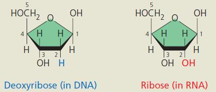 Nucleotides (monomers) Nucleic acids are polymers, essential for all known forms of life.