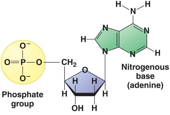 nucleotides.