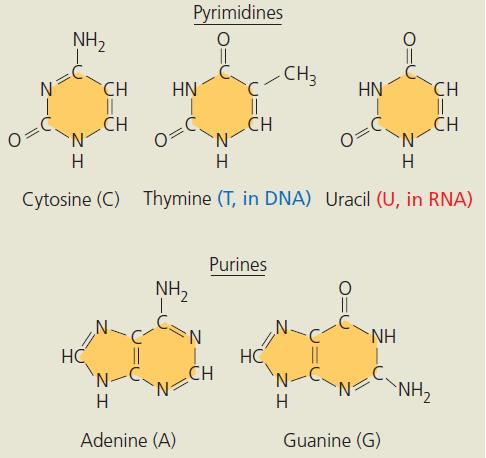 deoxyribose ribose Each nucleotide has three components: a nitrogenous base, a 5-carbon sugar, and a phosphate group.