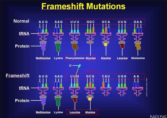 A frameshift mutation is a genetic mutation caused by the insertion or deletion which can change the reading frame (the grouping of the codons), resulting in a completely different translation from