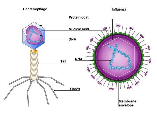 Viruses A virus is a small infectious agent that replicates only inside the living cells of other organisms.