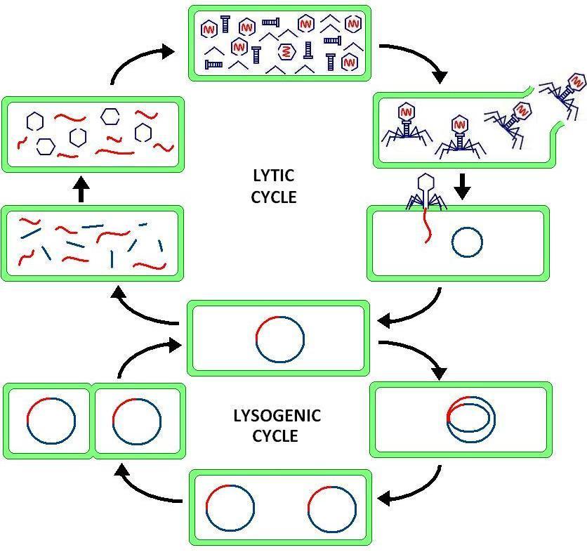 Viral reproduction: The lytic cycle is one of the two cycles of viral reproduction, the other being the lysogenic cycle.