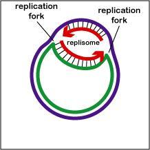 Prokaryotes: DNA replication is exemplified in E. coli.