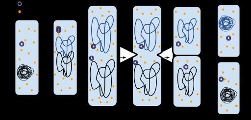 Prokaryotes reproduction by binary fusion. Binary fission ("division in half") is a kind of asexual reproduction.