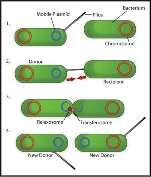 Bacterial conjugation is the transfer of genetic material between bacterial