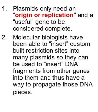 Plasmid (2) 3.