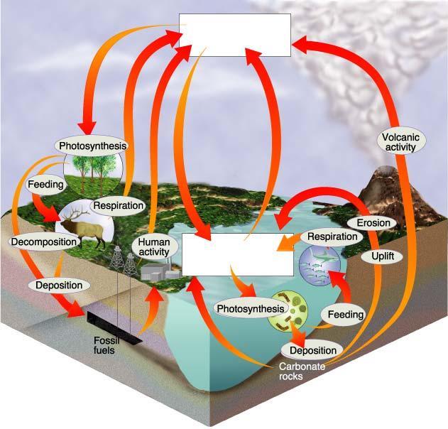 Nutrient Cycles Carbon Cycle Atmospheric and Oceanic CO 2 Photosynthesis (absorbed) Feeding Respiration (released) Decomposition and