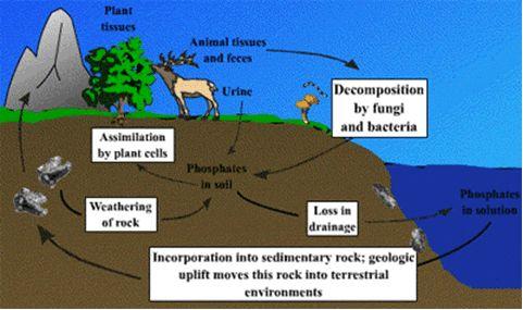 Phosphorous cycle Soils Producers (absorb