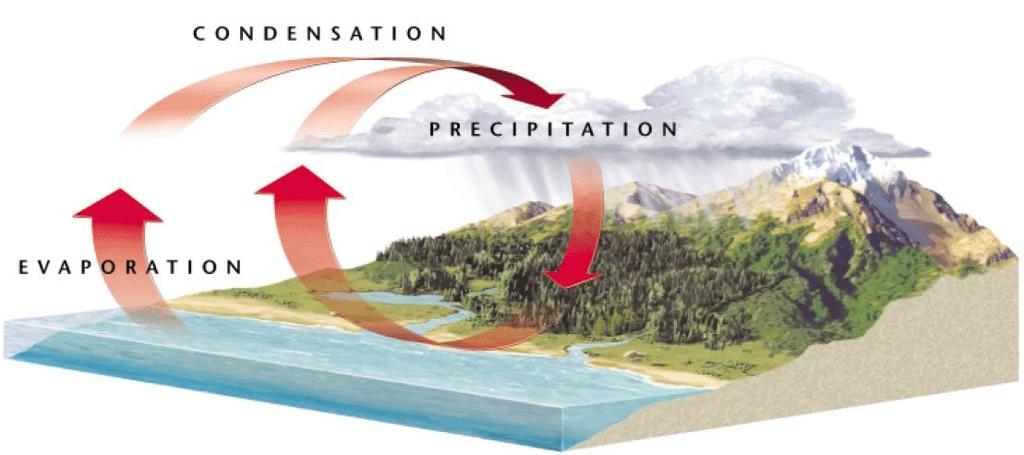 The Hydrological (Water) Cycle Water is a renewable resource because it is circulated in the