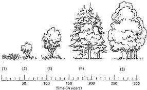 Section 3: How Ecosystems Change Ecological Succession Ecosystems are constantly changing. is a gradual process of change and replacement of the types of species in a community.
