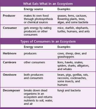 What Eats What? Organisms can be classified by what they eat. Types of Consumers: Herbivores - Carnivores Omnivores Decomposers What Eats What?
