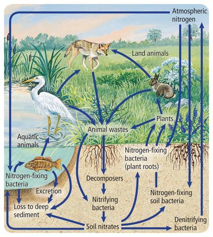 Nitrogen enters the food web when plants absorb nitrogen compounds from the soil and convert them into proteins, as illustrated in Figure 5.