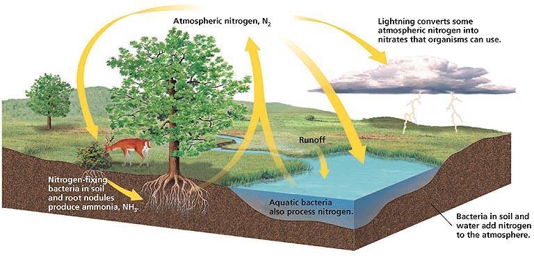 The Nitrogen Cycle In the nitrogen cycle, nitrogen moves from the air to soil, from soil to plants and animals, and back to air again.
