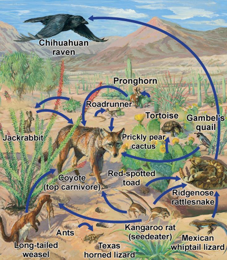 Food Webs Model representing many interconnected food chains and pathways