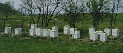 Bee Health in North America Understanding Colony Decline Rick