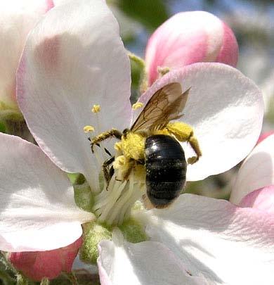 species of bees in