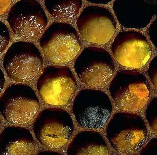 Residues in Hive Materials Chemical analysis of pollen, honey, bees and beeswax has been conducted 121 different pesticides and metabolites have been found 92% of bee, pollen and wax samples