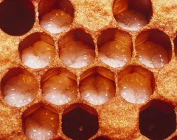 delay larval development and adult emergence shorten adult longevity may affect hive labor roles of adults