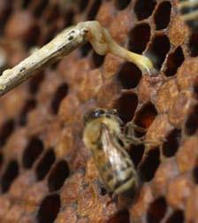 Bee Pathogens and Colony Health Honey bee colonies with CCD have higher pathogen