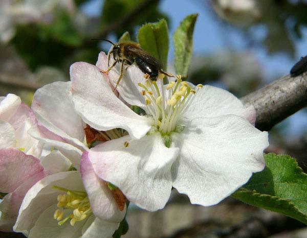 Non-Apis Bees as Pollinators Many species of non-apis bees are important contributors to the crop pollination