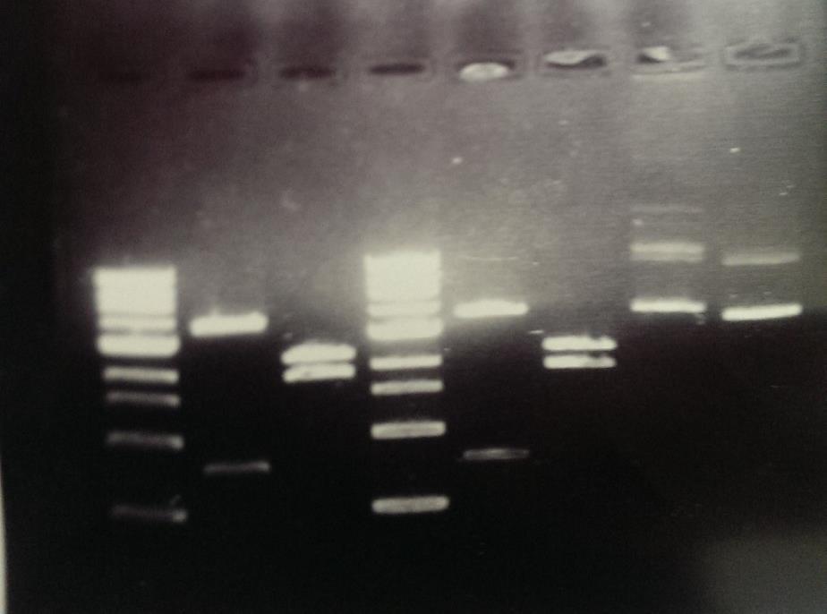 Another gel is then made, but at 0.8%, which is used to check our ligation product and success, this gel was shared amongst 7 people and the ligation did work, which is mentioned in the results.