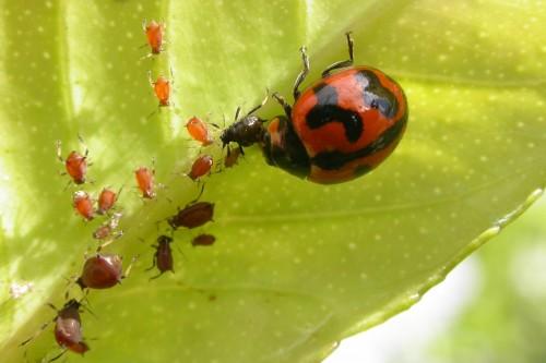 NQF Level: 3 US No: 116265 Assessment Guide Primary Agriculture Pests, diseases and weeds